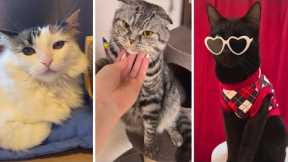 Funny CAT Memes and Cute KITTENS 😹 (Pawsitively Hilarious) 😹
