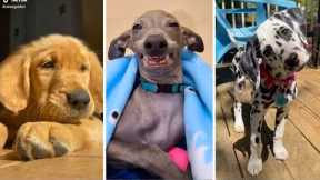 Funniest Dogs 😅 Ultimate Funny Puppy Videos 2023 😇😂