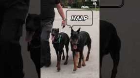 This Is Why Balanced Training Is the BEST Form of Dog Training