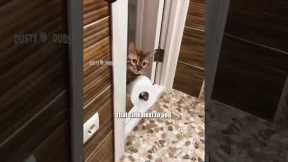 Mashup 106 EXTENDED EDITION #voiceover #voiceovers #cat #cats #feline #felines #funny #shorts