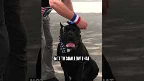 3 Pro Tips to Keep Your Dog Calm During Fireworks