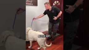 Does Training Your Dog With Treats Work?