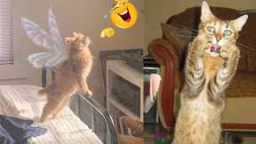 The Home The Home Pets / Funny cats and Funny dogs 2023 / HP #103