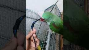 Aaj had kardi rocky ne, Ring Light ka taar kaat diya | #popat #shorts #minivlog #pets #pahaditota