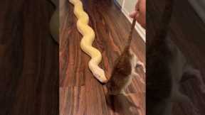 Feeding My Giant Burmese Python A Huge Rat! 🐀🐍