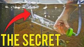 How to Properly Gravel Vacuum a Fish Tank (Detailed Version) #aquariumcoop