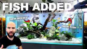 4ft MBUNA Tank Gets Stunning NEW FISH & UPGRADE!!