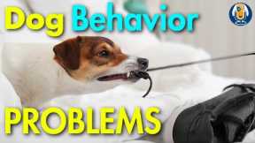 My Foolproof Strategy To Overcoming Dog Training Challenges #227 #podcast