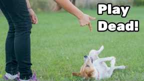 EASY Tricks to Teach Your Dog in 5 Minutes!