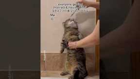 Having a cat is the best! #shorts #funny #cat