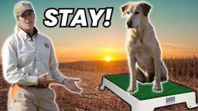 Most Effective Way to Teach Your Dog to Sit and Stay