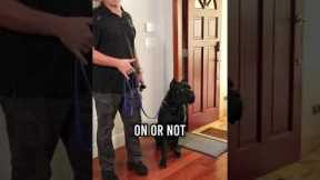 You MUST Master These 3 Things With Your Dog
