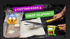 BALL PYTHON - FIRST CLUCH / EGG CUTTING !!!!  Snake Collection . Breeding Snakes!!! - VLOG