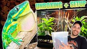 I GOT THE MOST BEAUTIFUL LIZARDS IN THE WORLD! BLUE BEAUTY ANOLE UNBOXING, TERRARIUM SETUP, FEEDING