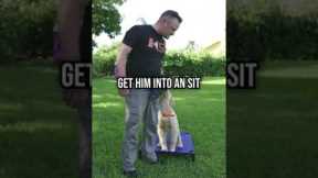 Does Your Dog Always Need Food While Training?