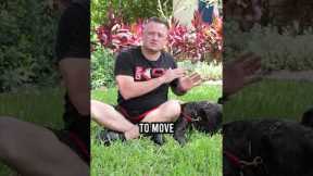 Top 3 Reasons You SHOULDN’T Get a Presa Canario