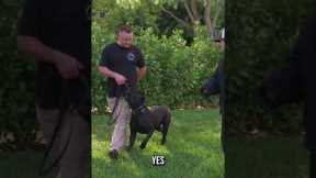How to Train Your Dog for Ultimate Control