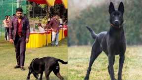 Unlock Your Dog's Potential: The Ultimate Guide to Training 101 ||Basic Dog Commandsdog trainer
