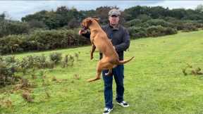 Teach your crazy dog the best leash manners ever