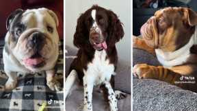Best DOG Videos Ever!! 🐶 (Compilation of Funniest PUPPIES) 🐶🐶