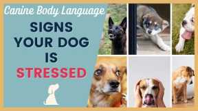 Handling a Stressed Dog - Signals to Watch For