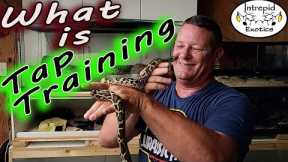 What is hook-Tap Training? Is it overused?