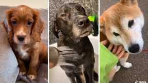 Best DOG Videos Ever!! 🐶 (Compilation of Funny PUPPIES) 🐶🐶