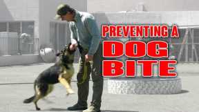 Teaching this DOG NOT to Bite ME When Touched - Shelter Dog Training