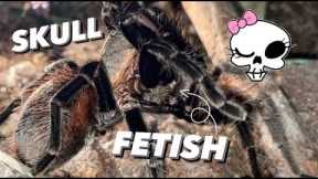 His male Tarantula has a SKULL FETISH 💀 !!! LOL