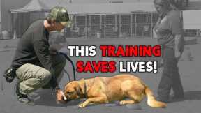 How to Train a Shelter DOG to SIT and LAY DOWN - Basic Obedience - Adopt AMIGA at the WLA Shelter
