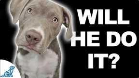 Can You Teach A Puppy To Sit And Stay In Less Than 5 Minutes?