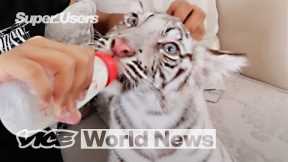 Exposing Dubai’s Exotic Animal Trade via Instagram | Super Users