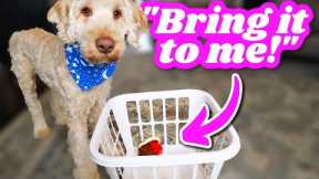 Teach your Dog to Bring You Things! 🐶 SO STINKIN' SIMPLE!!