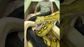 20ft Python Bit The Cameraman! 😱 🐍