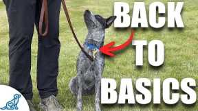 Dog Still Pulling On Leash? IT'S TIME!