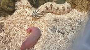 Hognose snake collection and live feed (clutch update) + more