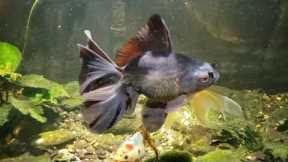 Around The World Update On My Fish Room (11/21/23)