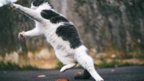 One CAT - 100 Fails | This Video Will Shake You Up