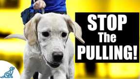Teaching A Labrador Retriever To Listen Using Leash Respect