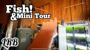 A Lot of FISH Rooms Overlook THIS PART of the Build But is Essential!