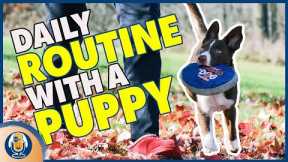 Training My New Puppy, What He Knows So Far: Susan Garrett's Plan And Puppy Schedule #243 #podcast