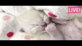 LIVE: Eden and her newborn kittens!