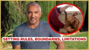 How to STOP PUPPY BITING! (Cesar911 Shorts)