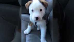 Funny Little Puppy Gets Angry at His Own Hiccups