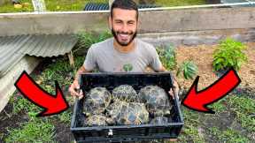 BUILDING NEW HOME FOR RADIATED TORTOISES ON THE RANCH! EPIC