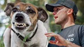 Dog Reactivity 101 (What You Need To Know)