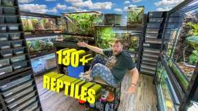 REPTILE ROOM TOUR NOVEMBER 2023!! +130 Reptiles