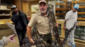 GIANT SNAKES AT THE REPTILE ZOO😳