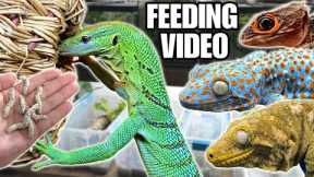 FEEDING MY PET REPTILES 50 SILKWORMS! SKINKS, GECKOS, TURTLES AND MORE! SILKWORM FEEDING VIDEO