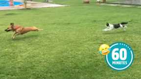 Hilarious Cat CHASES Dog 😯 | FUNNIEST Animals and Pets